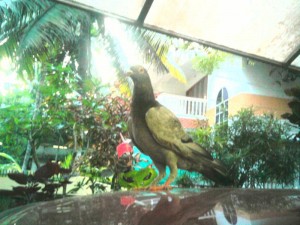 Pigeon on car.