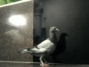 Pigeon on the platform.