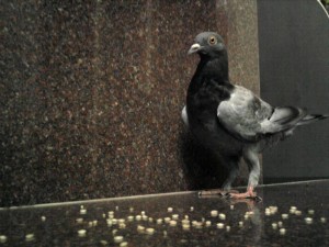 pigeonwithgrains
